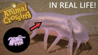 All Animal Crossing Deep Sea Creatures/In real life (New Horizons)🦐