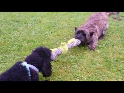 Cairn Terrier versus Poodle Dogfight