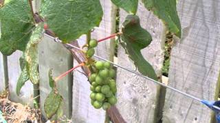 grapes for growing VIDEO