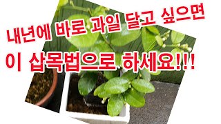 내년에 바로 과일 달고 싶으면 이 삽목방법으로 하세요.(삽목하기, 삽목법, 공중 취목법, 공중 삽목법,  하…