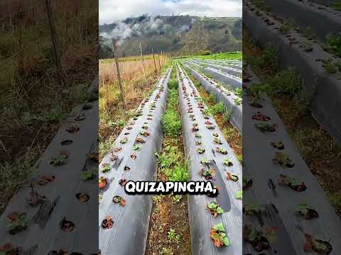 ¡Estamos reclutando personal para trabajar en el campo en Quisapincha! 🌱💪 | Vacantes disponibles