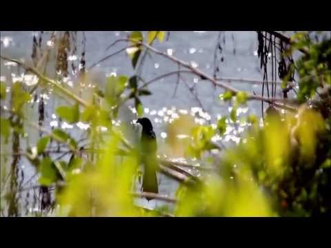 Manoushka Zeegelaar Breeveld - Mi Moi Switi Kondre Video (Album versie)