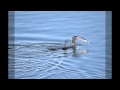 Cormorant With Pike At Collage Lake
