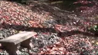 Secret Garden   Sortie Autumn Breeze, Dancing Trees   YouTube