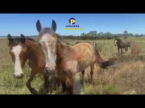 Cialceta Propiedades | Venta de Chacras de 3 hectáreas en Migues
