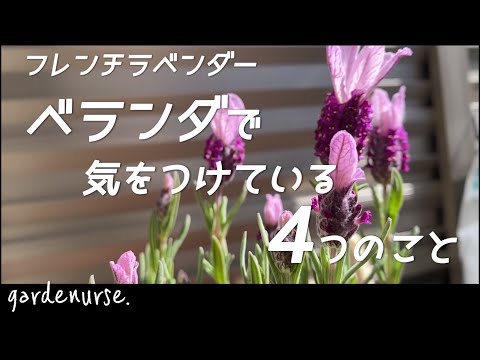 ラベンダー 植物