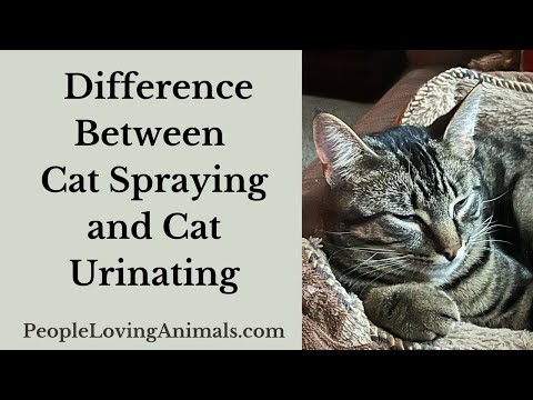 What's the Difference Between Cat Spraying and Cat Urinating?