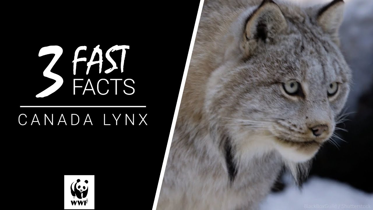 Canada Lynx | 3 Fast Facts