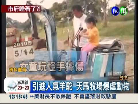 羊駝.象龜任人玩 天馬牧場爆無照