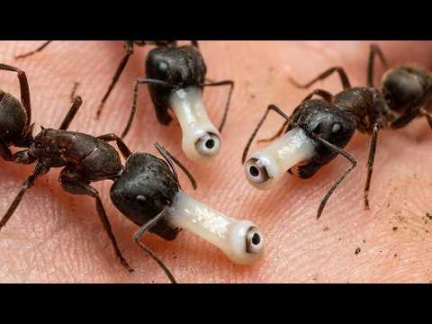 Israel Found Tiny Predators That Decapitate Ants From the Inside