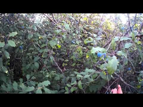 ЛОВ НА ГРИВЯК 10