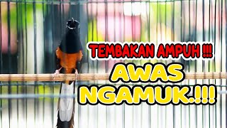 Download lagu MASTERAN TEMBAKAN PANJANG MURAI BATU GACOR, COCOK UNTUK MASTERAN MURAI BATU MUDA MUDAH DITIRUKAN mp3 Download lagu MASTERAN TEMBAKAN PANJANG MURAI BATU GACOR, COCOK UNTUK MASTERAN MURAI BATU MUDA MUDAH DITIRUKAN mp3