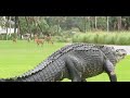 Massive Alligator Takes Casual Stroll Through South Carolina Golf Course