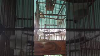 Download lagu Hiburan Sejenak _ Kicau Burung _ Sirpu Lokal Jowo mp3