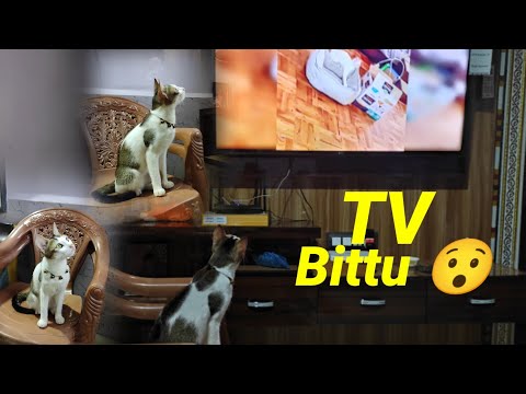 Tv bagate bittu 😯 | Bittu love