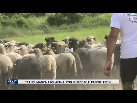 Transumanza Arquatana 2021