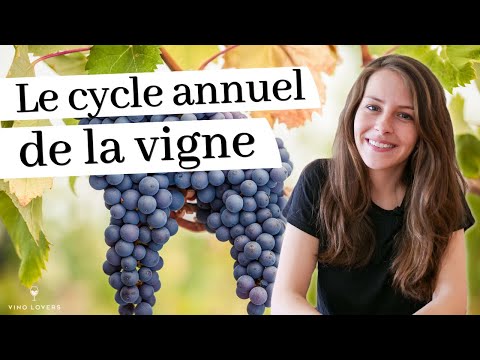 The vine through the seasons: the key stages of the vine's annual cycle