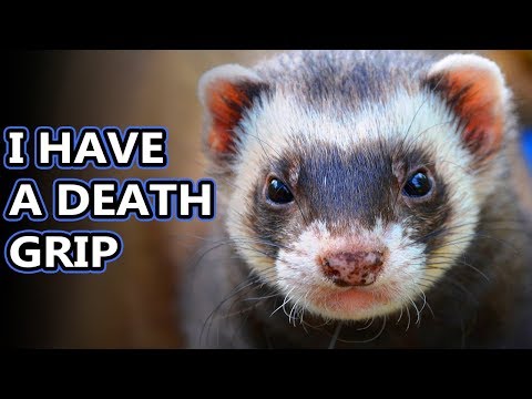 Ferret (European Polecat) facts: fur noodles | Animal Fact Files