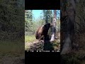 Yukon Wildlife -Grizzly, Moose and Lynx