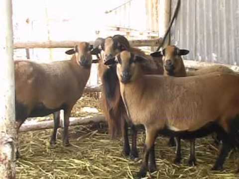 KAYITZ BAKIBBUTZ Through the ages