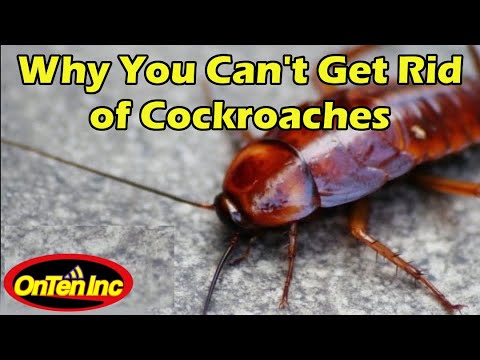 Why Are Cockroaches So Hard to Kill???