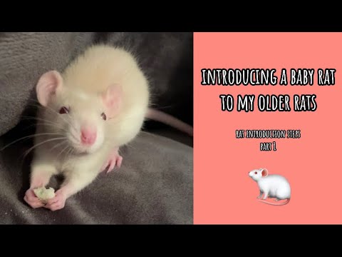 How To Introduce Rats To Each Other (part 1)