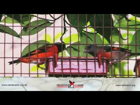 Giving Venezuelan Red Siskins a Future in the Wild