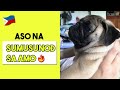 PAANO PAKAININ ANG AMING PUG | HOW TO TRAIN YOUR DOG? | PUG PHILIPPINES
