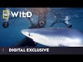World Oceans Day With Explorer Brian Skerry National Geographic Wild UK
