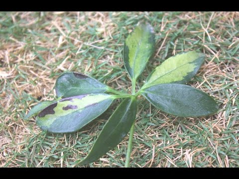 How to Repot and Propagate Schefflera Plant With Care(Urdu) Video