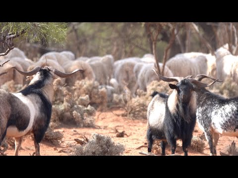 Hunting for wild goats - Rifle hunt Tikka 223 Ep21