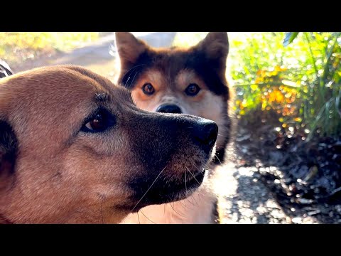 ジョンの置きみやげ。