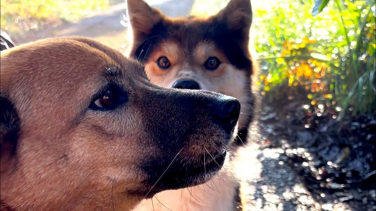 ジョンの置きみやげ。