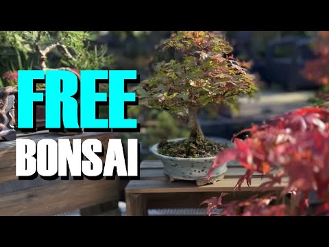 Bonsai For FREE