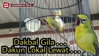 Download lagu Pleci Dakbal Kalau Sudah Ngunci, Dakun Lokal Lewat mp3