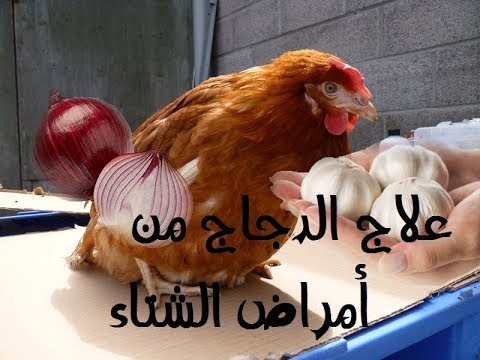 , title : 'تربية الدجاج البلدي - علاج مرض الرشح (الزكام) عند الطيور الذي يسبب فقدان الشهية'
