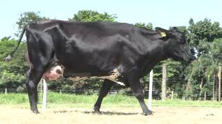 Vídeo 22 - 42º LEILÃO DA TRADIÇÃO | GADO GIROLANDO E HOLANDÊS HVB