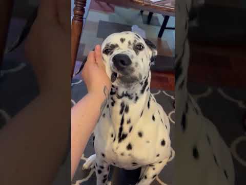 The interesting Dalmatian #dog #dogs #funny #foryou #fyp #dalmatians #cute