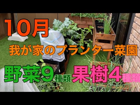 園芸 あまり知られていない10の野菜