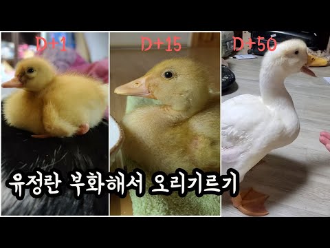 , title : '[ENG] 오복이 이야기/ 오리부화/ 유정란에서 오리키우기 /Duck birth and growth / duck's life from eggs to the adult'
