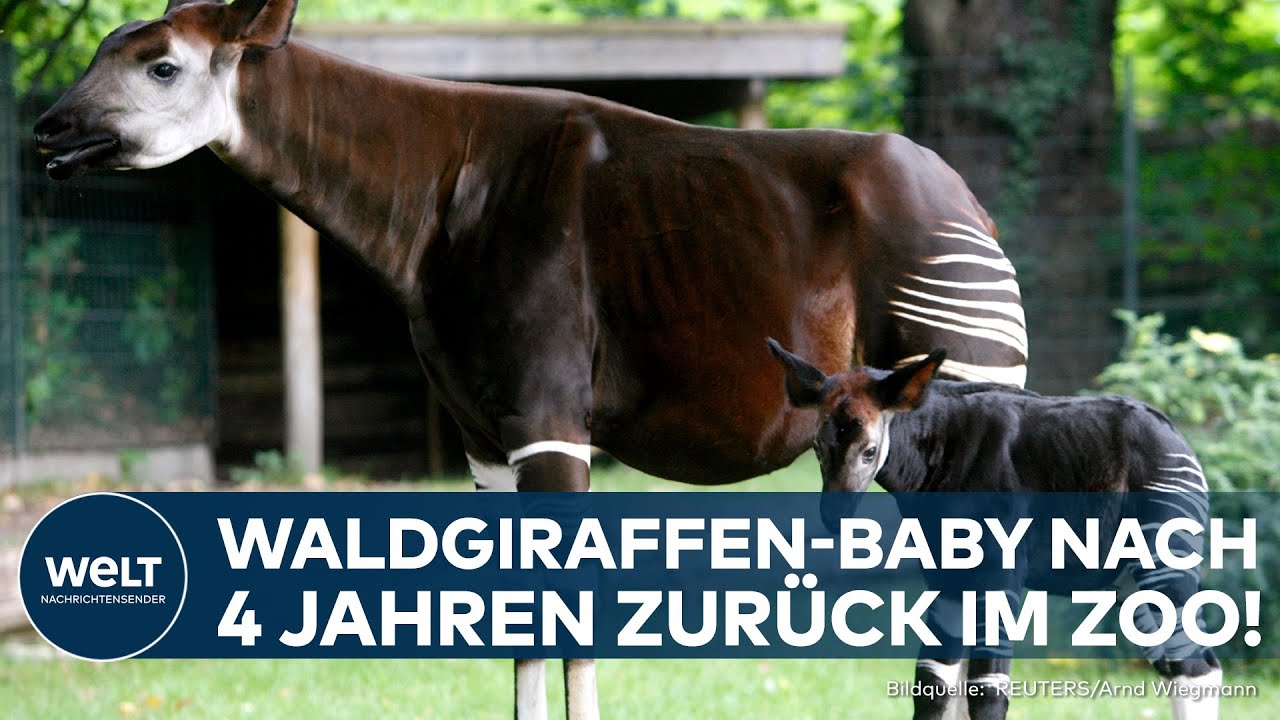NACHWUCHS IN SAN DIEGO: Okapi-Jungtier sorgt für Aufsehen – seltene Waldgiraffe im Zoo geboren!