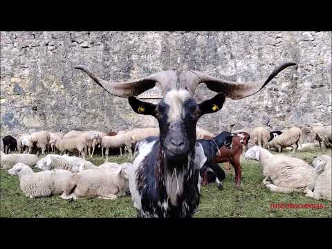 CAPRONE, CAPRE, PECORE ALLA 36^MOSTRA OVINA DELLA RAZZA SAMBUCANA A VINADIO (CN) DOM. 30 - 10 - 2022