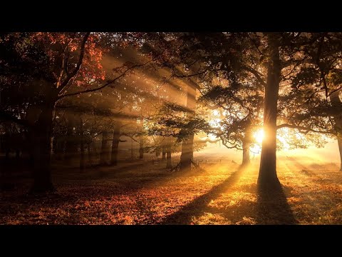 Birds singing their soothing songs in the morning forest. 10 hours of bird sounds