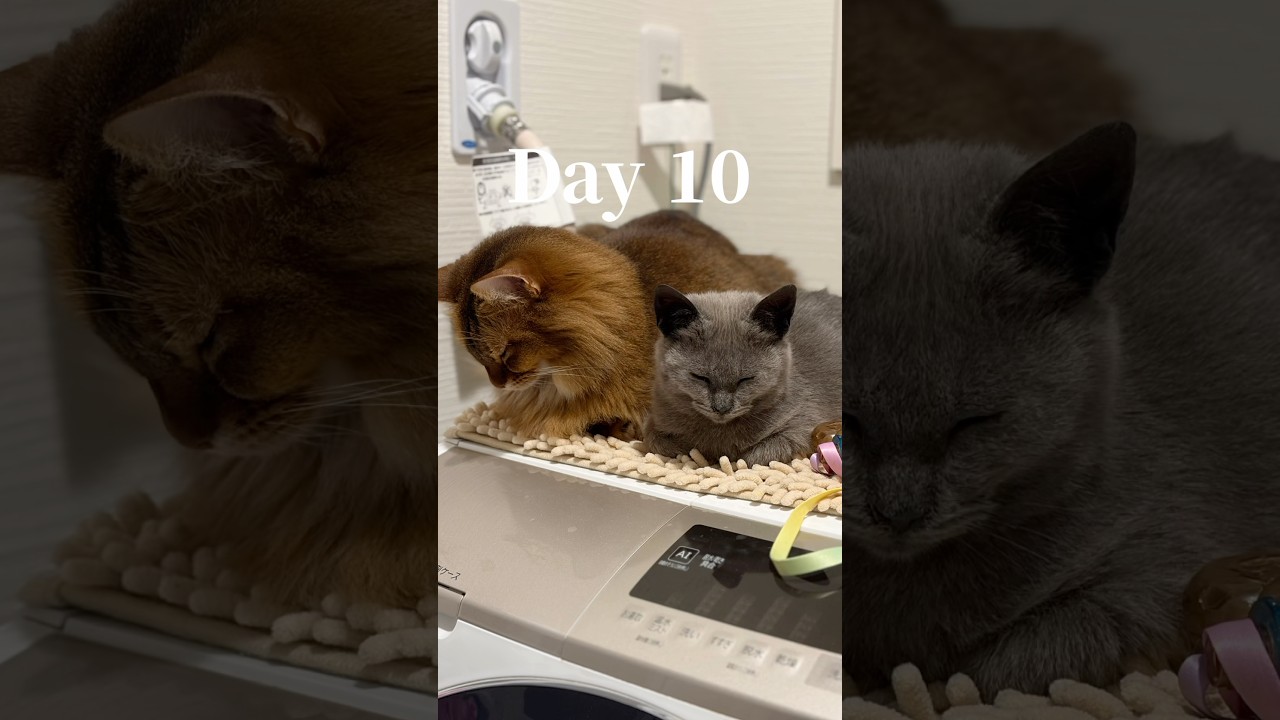 先住猫の目に異変が現れました