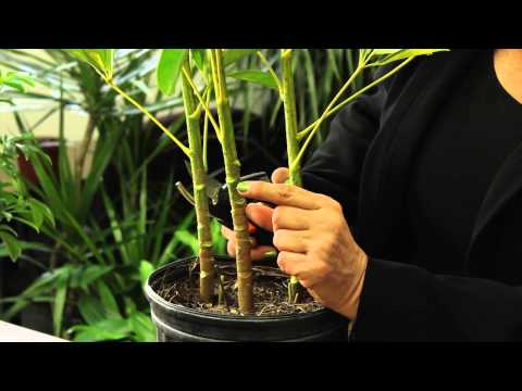 , title : 'How to Prune a Schefflera Plant : Gardening & Plant Care'