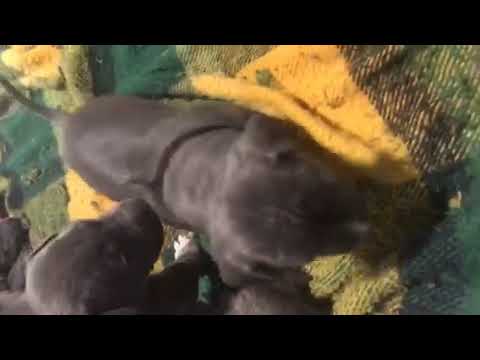 Cervato / Chula 2019 Female 1 BLACK at 3.5 Weeks