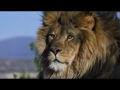 Revelation of Jonah - Trailer