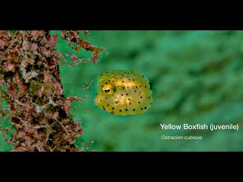 17 Odd-Shaped Swimmers A - scuba diving video