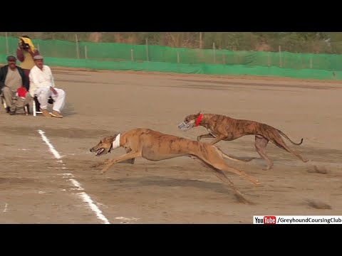 extraordinary race | dog drag racing in Pakistan | racing greyhounds