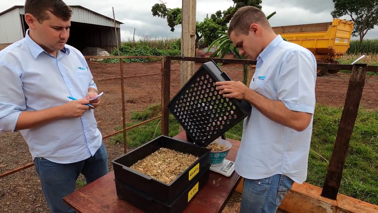 COMO AVALIAR O TAMANHO DE CORTE NA SILAGEM DE MILHO?? NOSSA SILAGEM TÁ FICANDO BOA??